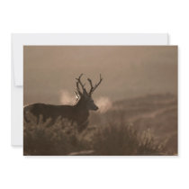 Red Stags Invitation