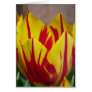 Red Striped Tulip Card