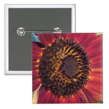 Red Sunflower Button