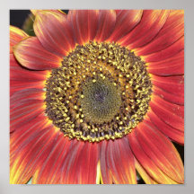 Red Sunflower Poster Print