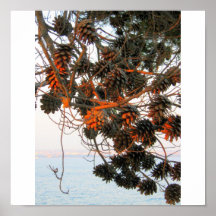 Red Sunset Rays on the  Pine Tree Posters