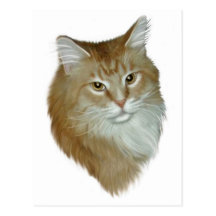 Red Tabby Maine Coon Postcards