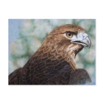 Red-tail Hawk airbrush Postcard