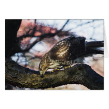 Red Tail Hawk Greeting Card