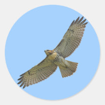 red-tail soaring Stickers