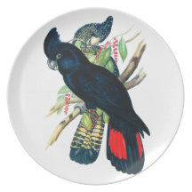 Red tailed, Black (Banksian) Cockatoos. Dinner Plate