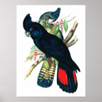 Red tailed, Black (Banksian) Cockatoos. Posters