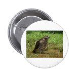 red tailed halk pins