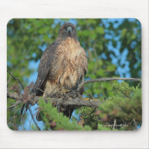 Red-tailed Hawk 2 Mousepad