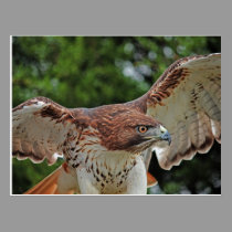 Red-Tailed Hawk 2 postcard postcards