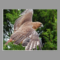 Red-Tailed Hawk 3 postcard postcards