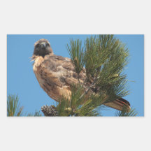 Red-tailed Hawk 4 Sticker