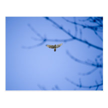 Red Tailed Hawk at Conowingo Dam Postcards