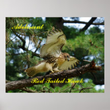 Red tailed hawk balanced on branch print