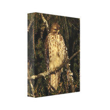 Red Tailed Hawk Canvas Print