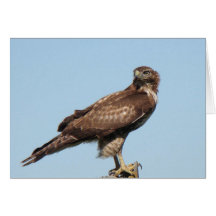 Red-tailed Hawk Card