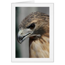 Red-tailed Hawk Card