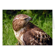 Red-tailed hawk cards