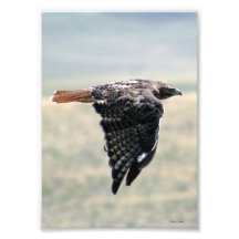 Red-tailed Hawk Flying By Photo