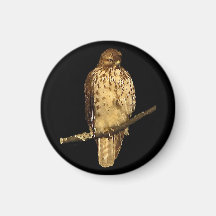 Red Tailed Hawk Fridge Magnet