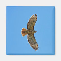 Red-Tailed Hawk in Flight Fridge Magnet