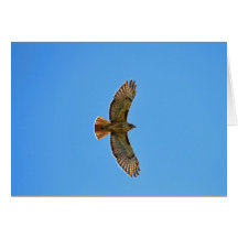 Red-Tailed Hawk in Flight Greeting Cards
