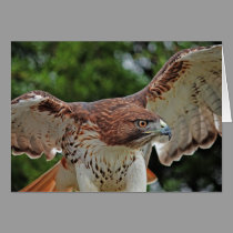 Red-tailed Hawk note card cards