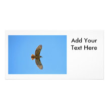 Red-Tailed Hawk Photo Photo Card Template