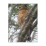 Red Tailed Hawk Postcard