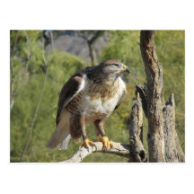 Red Tailed Hawk Postcard
