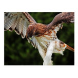 Red-Tailed Hawk postcard