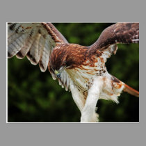 Red-Tailed Hawk postcard postcards