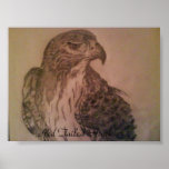 Red Tailed Hawk Posters