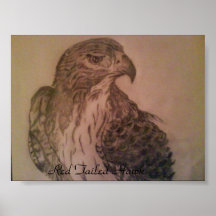 Red Tailed Hawk Posters