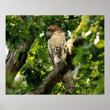 Red-Tailed Hawk Print