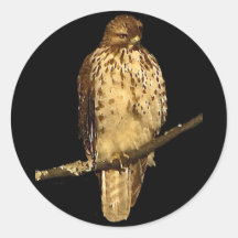 Red Tailed Hawk Stickers
