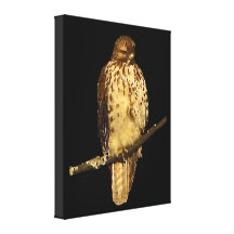 Red Tailed Hawk Stretched Canvas Print