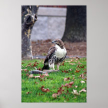Red-tailed Hawk w/ Prey Posters