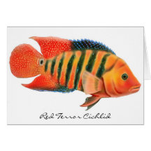 Red Terror Cichlid Greeting Card