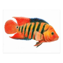 Red Terror Cichlid Postcard