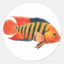 Red Terror Cichlid Sticker