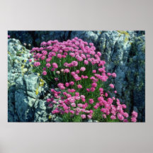 Red Thrift flowers Poster