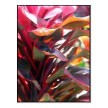 Red Ti Leaves Postcards