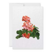 Red Tipped Pink Geraniums Personalized Announcement