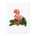 Red Tipped Pink Geraniums postcards