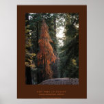 Red Tree at Sunset Poster
