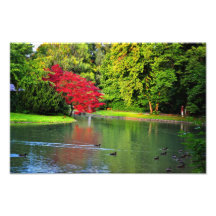 Red tree photographic print