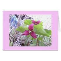 Red Trilliums Greeting Card