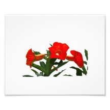 Red Trumpet Flowers cutout photo floral design