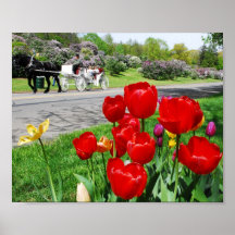 Red Tulip at the Lilac Festival Poster